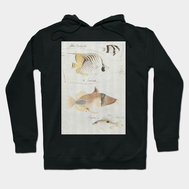 Four Fish by Luigi Balugani Hoodie by Classic Art Stall